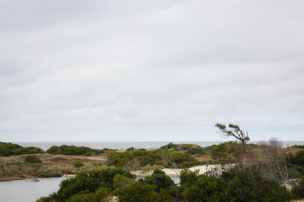 istock Coastal sand dunes gray day 1017946110