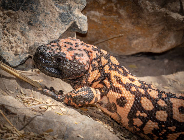 istock Gila monster Heloderma suspectum venomous lizard native to the southwestern United States 1017946202