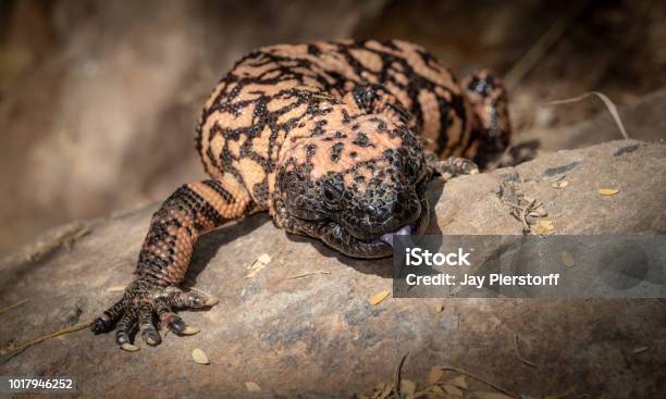 Gila Monster Heloderma Suspectum Venomous Lizard With Tongue Extended Stock Photo - Download Image Now