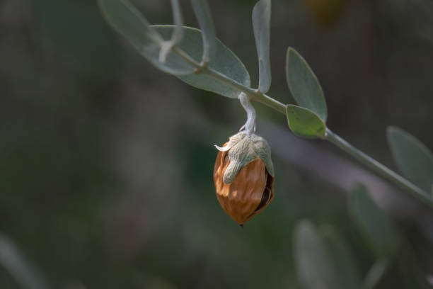 Jojoba bean hanging on branch with husk