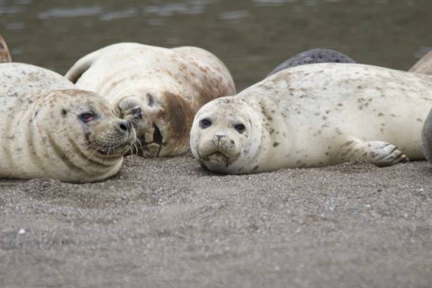 istock Goat Rock Beach - Seals 1017948640