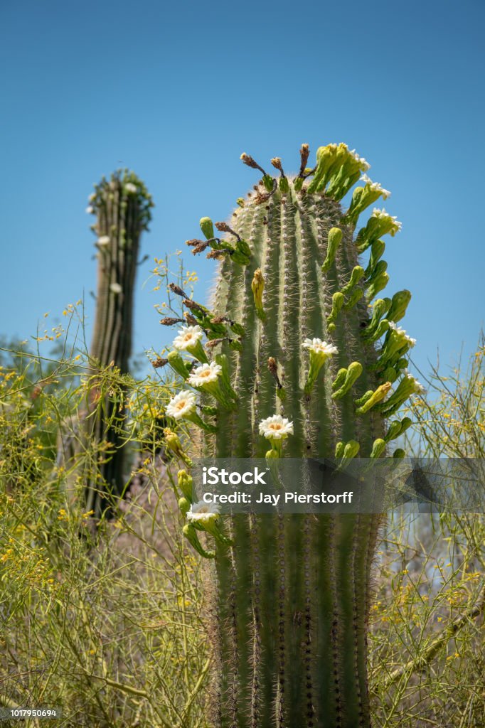 Flores De Cactus Saguaro Con Flor Blanca Y Fruto Foto de stock y más banco  de imágenes de Aire libre - Aire libre, Arizona, Belleza - iStock