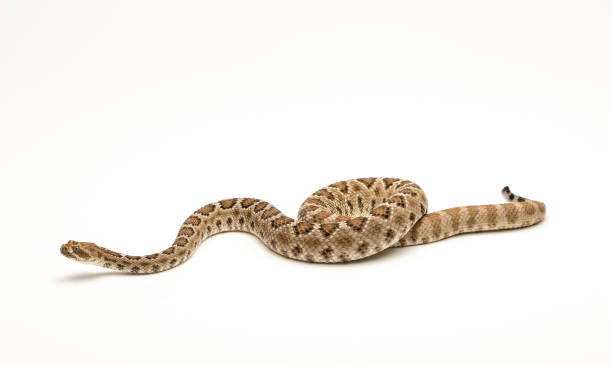 istock Santa Catalina Rattlesnake on White Background Crotalus catalinensis 1017950734