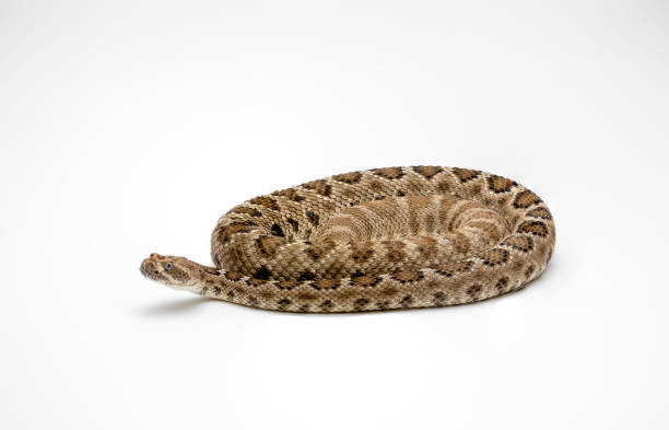 istock Santa Catalina Rattlesnake on White Background Crotalus catalinensis 1017950746