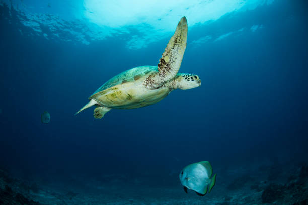 istock Sea Turtle and Marine life 1017951030