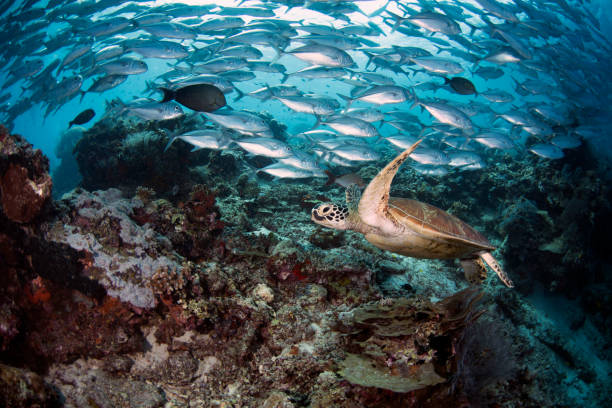 istock Sea Turtle and Jack Fishes 1017951042