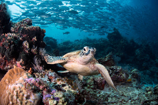 istock Sea Turtle and Coral Life 1017951052