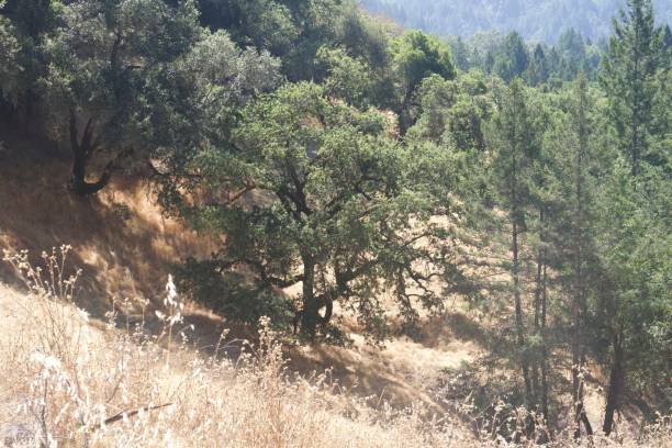 istock Austin Creek State Recreation Area - park encompassing an isolated wilderness area. 1017958406