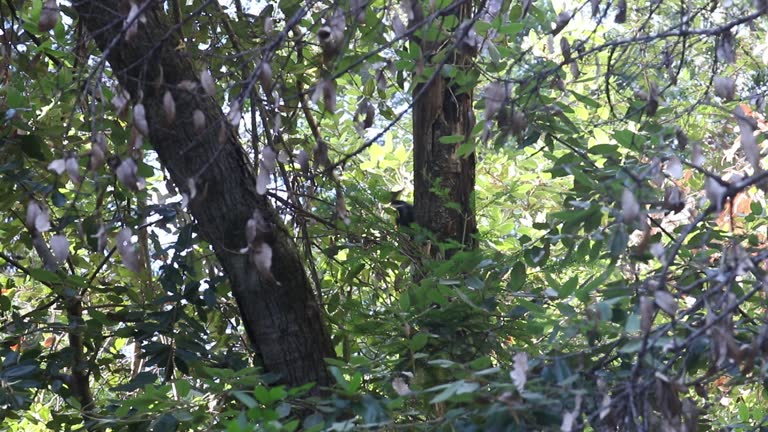 Armstrong Redwoods State Natural Reserve, California,  United States -woodpecker.