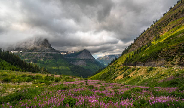 montanha meadow com flores silvestres - montana mountain lupine meadow - fotografias e filmes do acervo