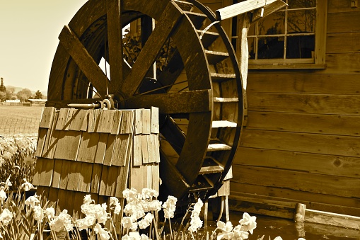 Miniature mills found at the tulip farm in Washington state, USA.