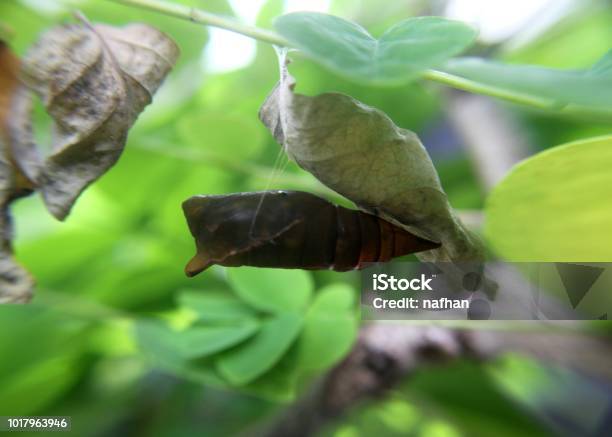 A Butterfly Pupa Pupate Seen In A Home Garden In Sri Lanka Stock Photo - Download Image Now