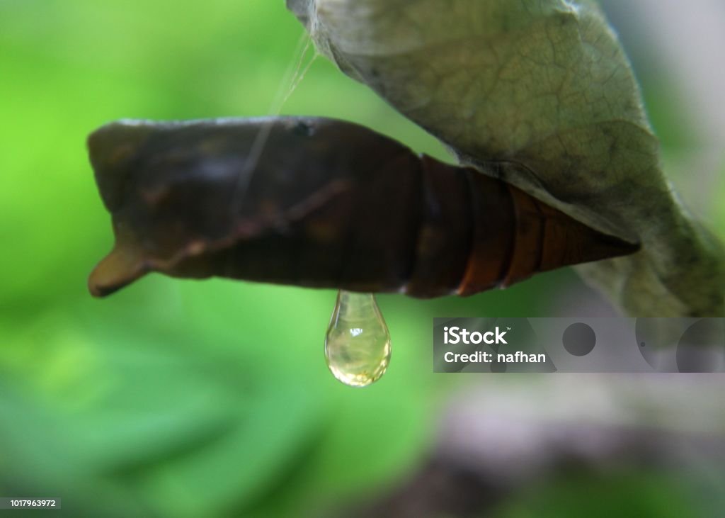 a butterfly pupa, pupate seen in a home garden in sri lanka Beauty Stock Photo