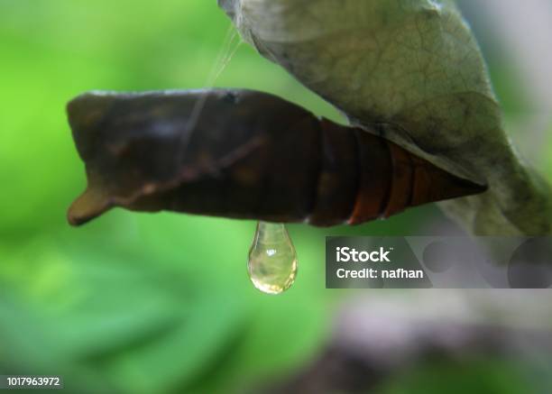 A Butterfly Pupa Pupate Seen In A Home Garden In Sri Lanka Stock Photo - Download Image Now