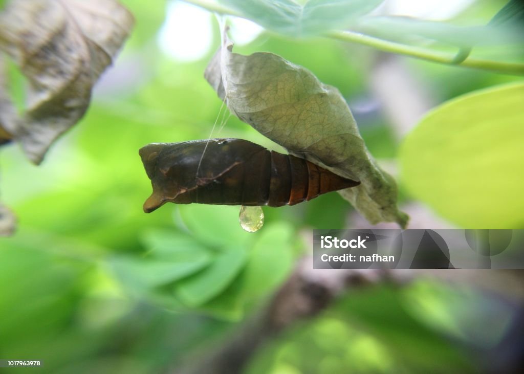 a butterfly pupa, pupate seen in a home garden in sri lanka Beauty Stock Photo