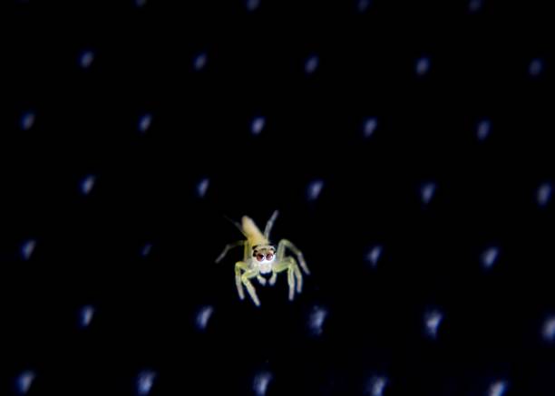 a tiny, small spider, arachnid seen in a home garden in sri lanka