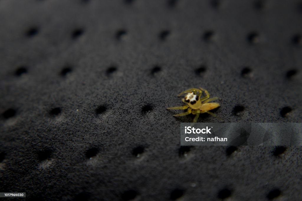 a tiny, small spider, arachnid seen in a home garden in sri lanka Animal Stock Photo