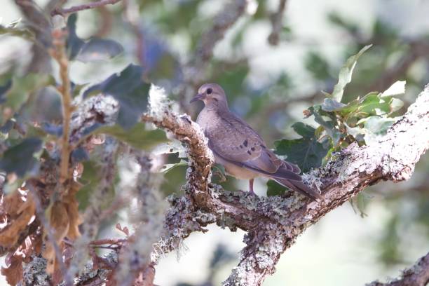 istock Shiloh Ranch Regional California - bird.. 1017964086