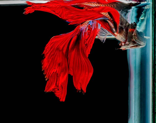 istock Fighting fish, red fish on a black background, color Siamese fighting fish. 1017964256