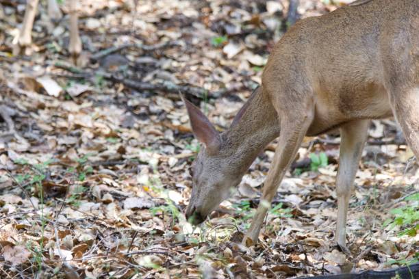 istock Shiloh Ranch Regional California deers. 1017969096
