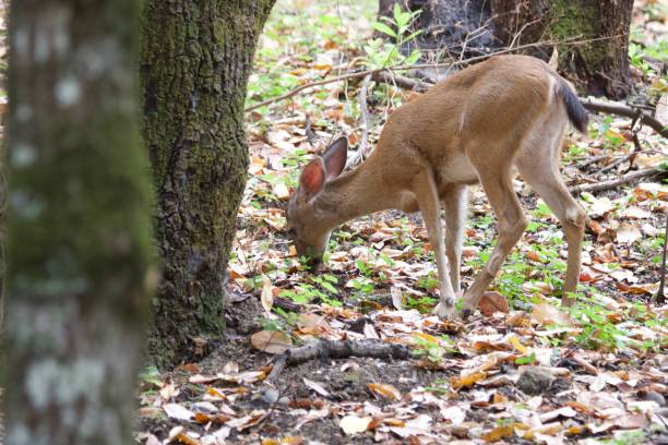 istock Shiloh Ranch Regional California deers. 1017971228