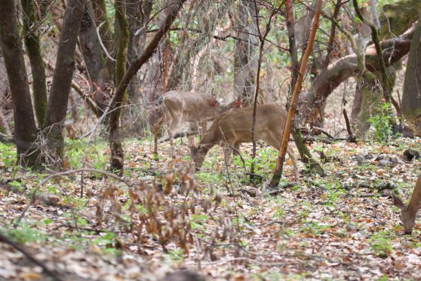 istock Shiloh Ranch Regional California deers. 1017971266