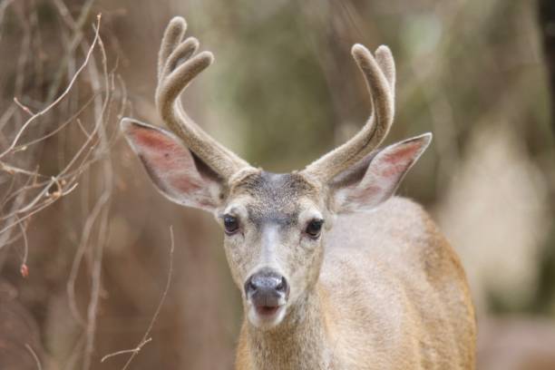 istock Shiloh Ranch Regional California deers. 1017972150