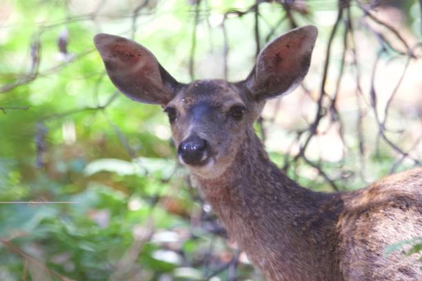 istock Shiloh Ranch Regional California deers. 1017973410
