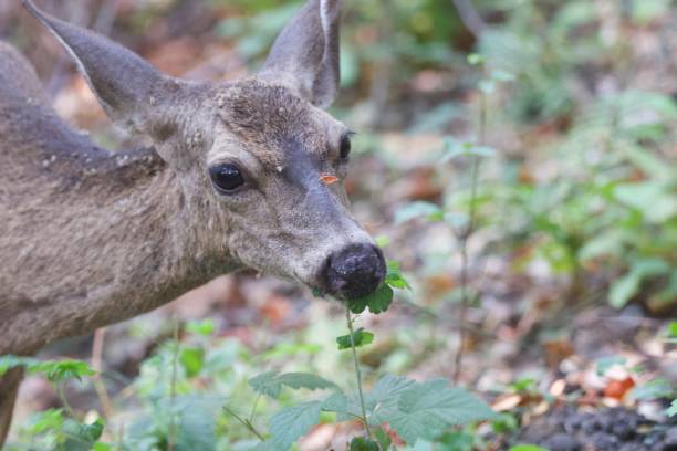 istock Shiloh Ranch Regional California deers. 1017973784