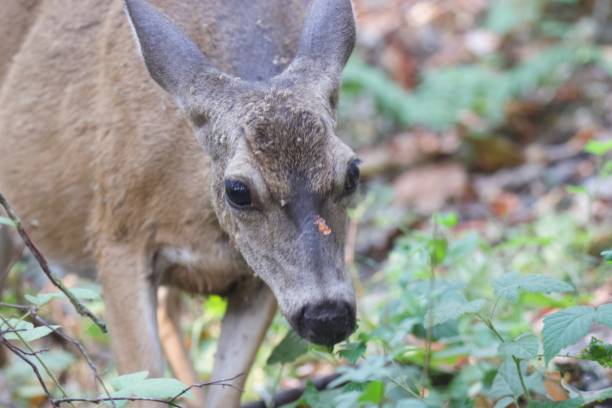 istock Shiloh Ranch Regional California deers. 1017973790