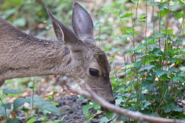 istock Shiloh Ranch Regional California deers. 1017973810