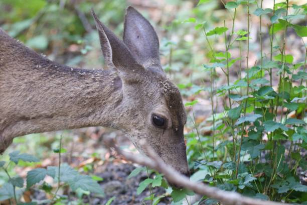 istock Shiloh Ranch Regional California deers. 1017973818