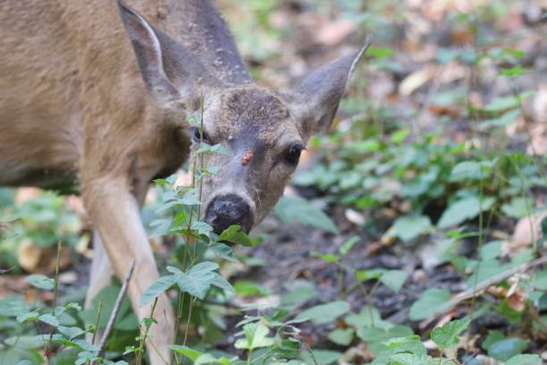 istock Shiloh Ranch Regional California deers. 1017973824
