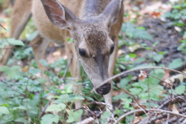 istock Shiloh Ranch Regional California deers. 1017973838