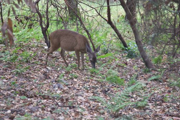 istock Shiloh Ranch Regional California deers. 1017973864