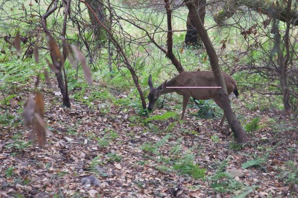 istock Shiloh Ranch Regional California deers. 1017973890