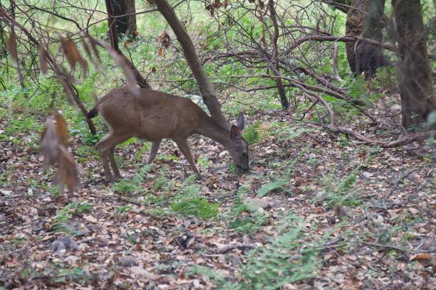 istock Shiloh Ranch Regional California deers. 1017973902