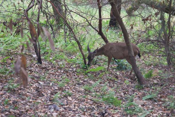 istock Shiloh Ranch Regional California deers. 1017973904