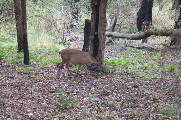 istock Shiloh Ranch Regional California deers. 1017973986