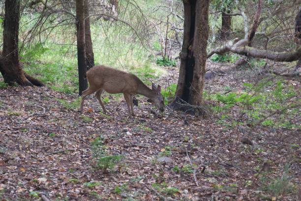 istock Shiloh Ranch Regional California deers. 1017974010