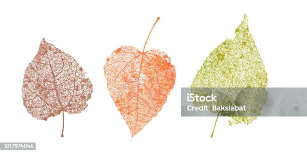 スケルトンの葉をセットします秋デザインの落とされた葉アスペンシラカバのナチュラル リーフ色ベクトル図 - 葉のベクターアート素材や画像を多数ご用意