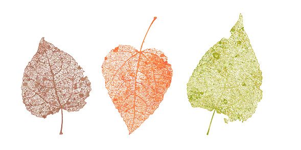 Set of skeletons leaves. Fallen foliage for autumn designs. Natural leaf of aspen and birch. Colored Vector illustration.