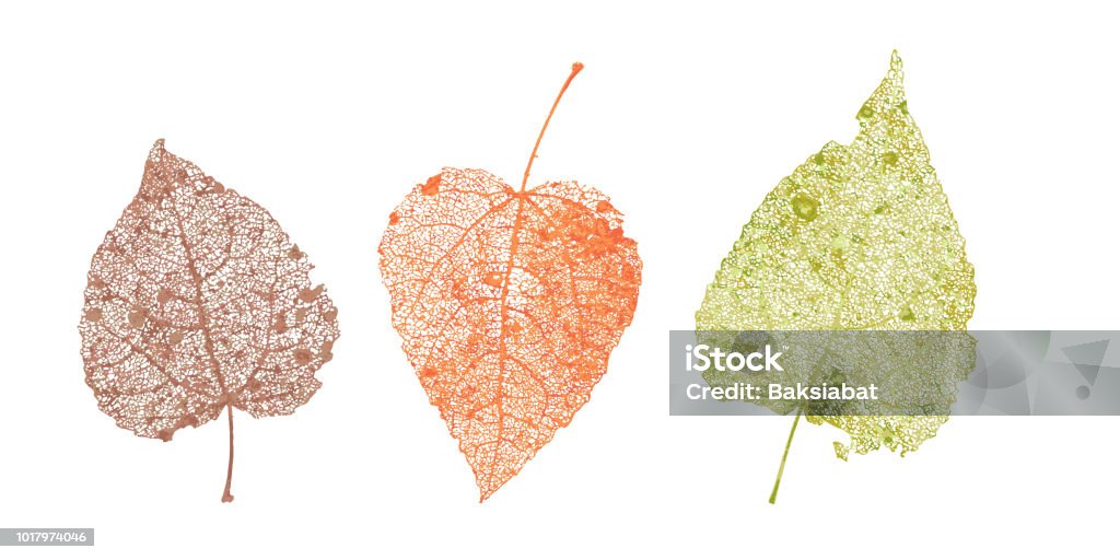 Set of skeletons leaves. Fallen foliage for autumn designs. Natural leaf of aspen and birch. Colored Vector illustration Set of skeletons leaves. Fallen foliage for autumn designs. Natural leaf of aspen and birch. Colored Vector illustration. Leaf stock vector