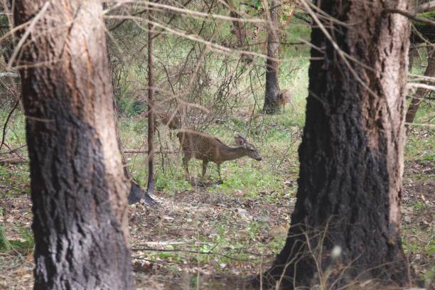 istock Shiloh Ranch Regional California deers. 1017976178