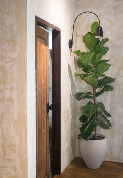 istock Tall geen plant in the house 1017976222