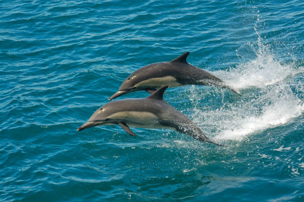 2 頭のイルカが海 - デルフィナス デルフィンでジャンプ - dolphin porpoise mammal sea ストックフォトと画像