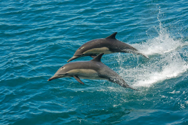 two dolphins jumping in the ocean - delphinus delphin - dolphin porpoise mammal sea imagens e fotografias de stock