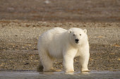 Polar bear in the Arctic - Nunavut, Canada