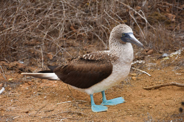 istock Blue-footed booby in Galapagos Islands, Ecuador 1017976870