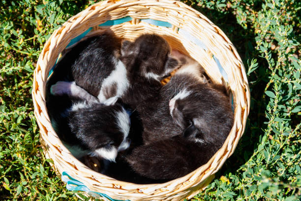 istock Small kittens in a basket on the green grass 1017996760
